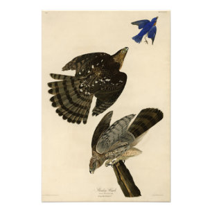 Impression Photo Stanley (Cooper's) Hawk Audubon's Birds of America
