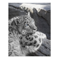 Stare de léopard des neiges