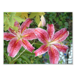 Impression Photo Stargazer Lilies Jardin Floral
