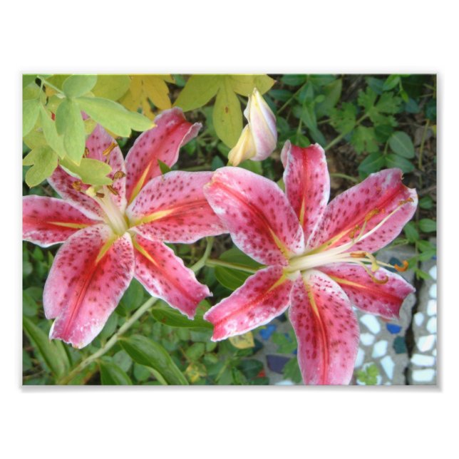 Impression Photo Stargazer Lilies Jardin Floral (Devant)