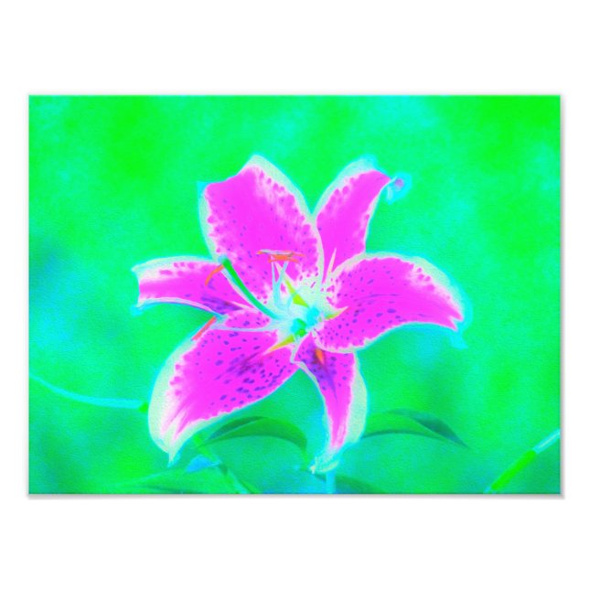 Impression Photo Stargazer rose chaud Lily sur Turquoise et vert (Devant)