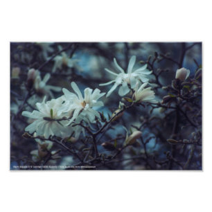 Impression Photo Starry Magnolia