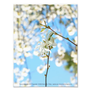 Impression Photo Starry Magnolia 6490