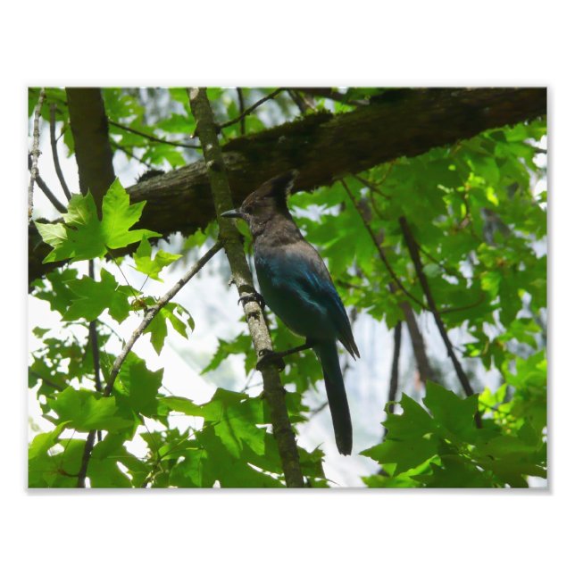 Impression Photo Steller's Jay dans le parc national de Yosemite (Devant)