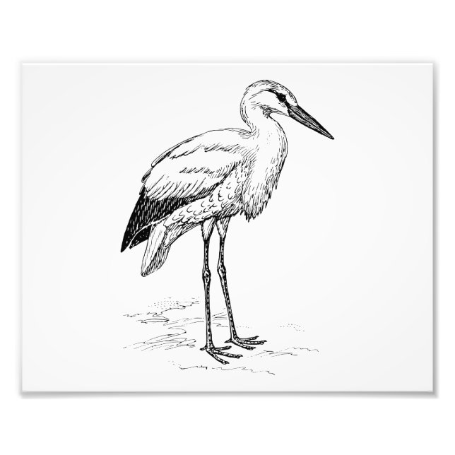 Impression Photo Stork Bird Cartoon noir et blanc (Devant)