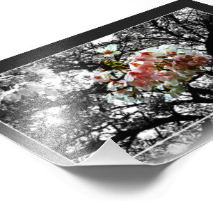 Impression Photo Sun a embrassé des fleurs de cerisier