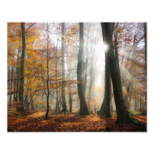 Impression Photo Sun rayonne la forêt pittoresque brumeuse mystiqu