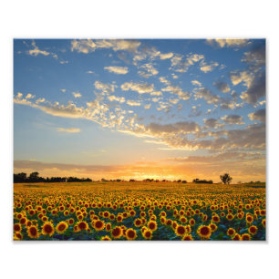 Impression Photo Sunflower Field