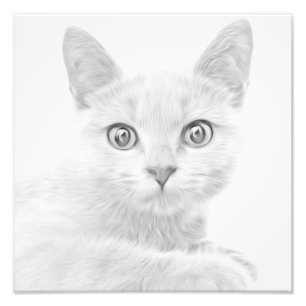 Impression Photo SUPER CUTE Kitty Portrait