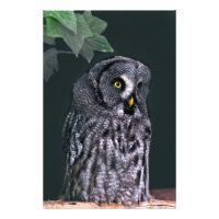 Superbe Chouette grise d'Halloween, Art animalier