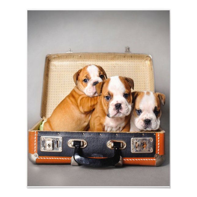 Impression Photo Superbes chiots Bulldog | AMOUREUX DES CHIENS (Devant)