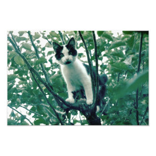 Impression Photo Superfluence de la méchanceté