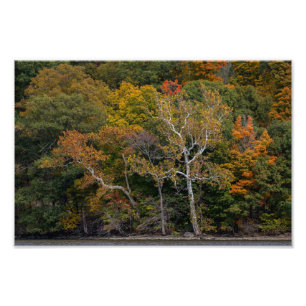 Impression Photo Sycamores d'automne