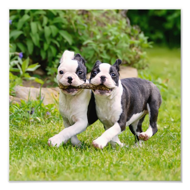 Impression Photo Sympa drôles Boston Terrier chiens chiots jouer - (Devant)