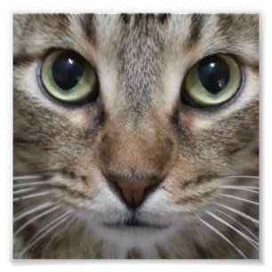 Impression Photo Tabby Chat Brown