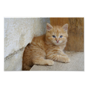 Impression Photo Tabby Tomcat Kitten