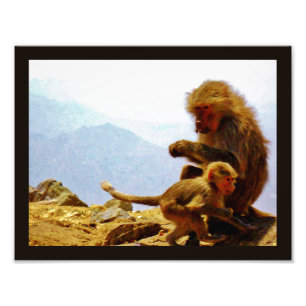 Impression Photo Taif Baboons