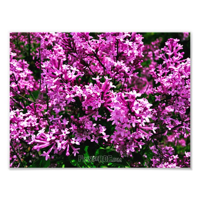 Impression photo (taille exacte) - Lilacs d'antiqu (Devant)