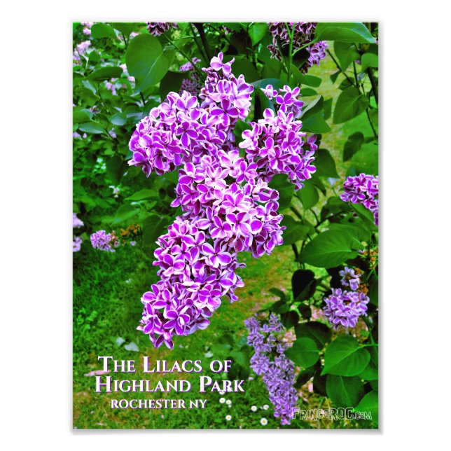 Impression photo (taille exacte) - Lilacs violet H (Devant)