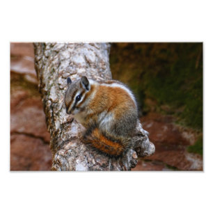 Impression Photo Tamia dans le parc national de Zion 