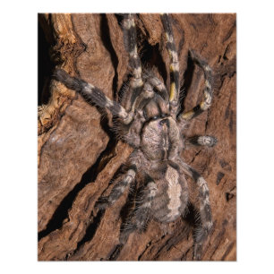 Impression Photo Tarantula Ornementale Indienne Bark