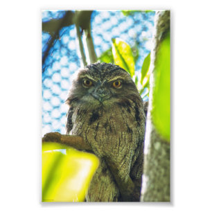 Impression Photo Tawny n'est pas une chouette