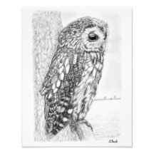Tawny Owl dessin au crayon