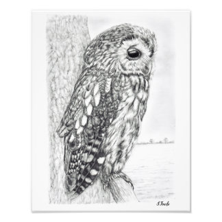Impression Photo Tawny Owl dessin au crayon