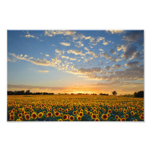 Impression Photo Terrain de tournesol au coucher du soleil, 12x8