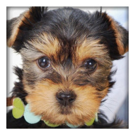Impression Photo Terrier Puppy du Yorkshire