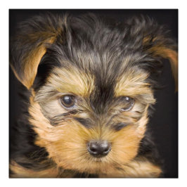 Impression Photo Terrier Puppy du Yorkshire