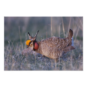 Impression Photo Tétras pâle, Tympanuchus