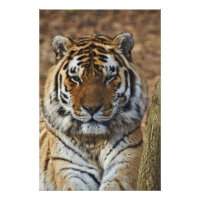 Tigre du Bengale, Panthera tigris, Louisville Zoo,