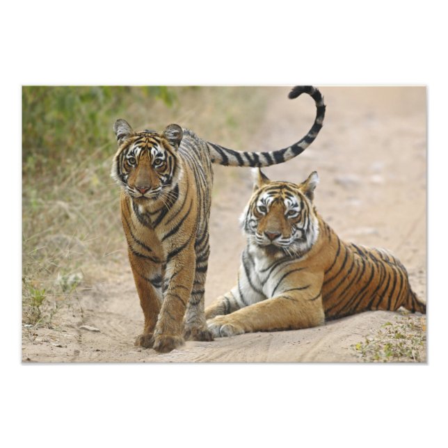 Impression Photo Tigre royal du Bengale et jeune, Ranthambhor (Devant)
