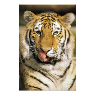 Impression Photo Tigre Zoo du Michigan