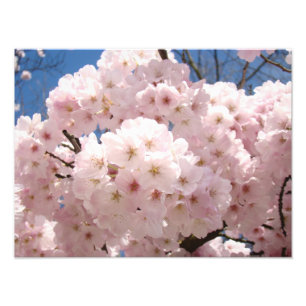 Impression Photo Tirages photographiques de fleurs roses d'arbre de