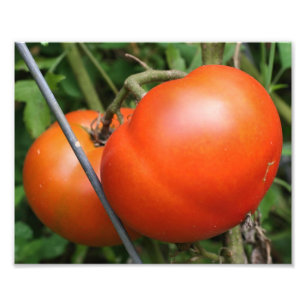 Impression Photo Tomates Rouge Ripe Garden Sur La Vigne 8x10