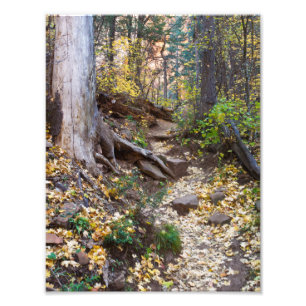 Impression Photo Tombez sur le sentier West Fork