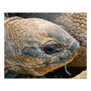IMPRESSION PHOTO TORTOISE GÉANT