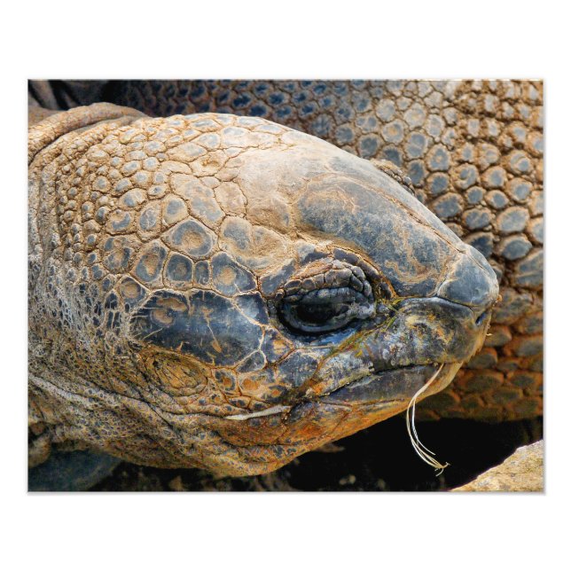 IMPRESSION PHOTO TORTOISE GÉANT (Devant)