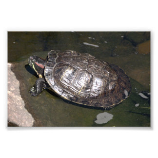Impression Photo "Tortue"