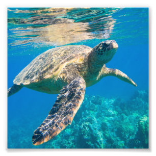 Impression Photo Tortue de mer, tortue marine, chélonioidea, repti