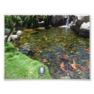 Impression Photo Tortues à l'étang de Koi