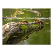 Tortues Lounging