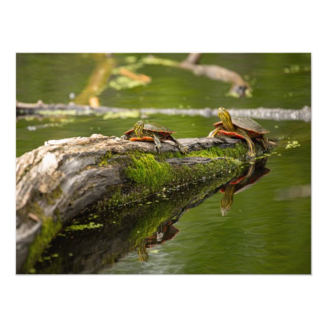 Impression Photo Tortues Lounging (Devant)