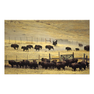 Impression Photo Tour de la chaîne de bisons du Montana