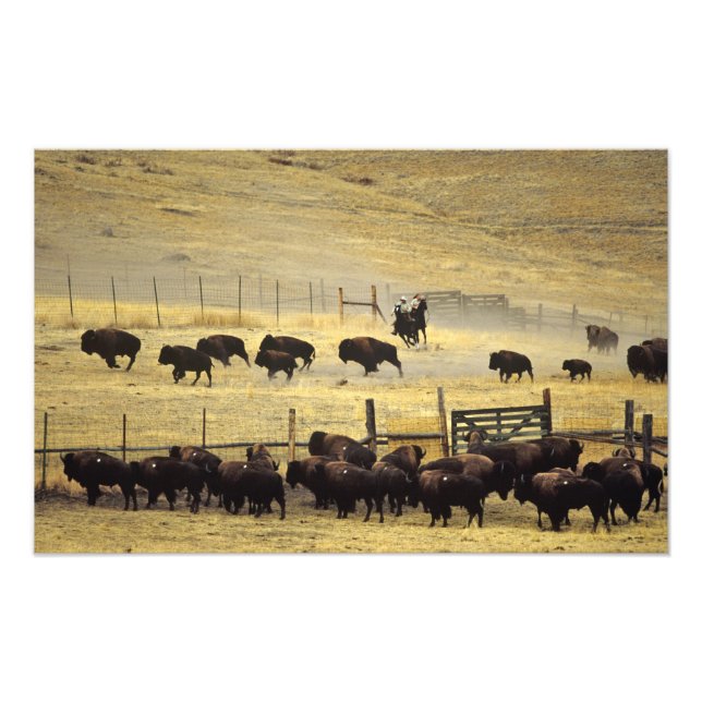 Impression Photo Tour de la chaîne de bisons du Montana (Devant)