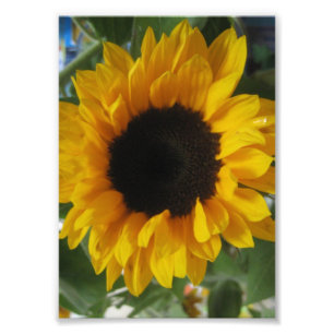 Impression Photo Tournesol
