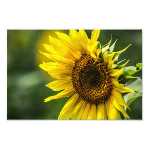 Impression photo - Tournesol ensoleillé