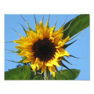 Impression Photo Tournesol - Papier professionnel Kodak